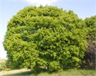 Клён трехраздельный Монпелийский, морозостойкий, декоративный, компактный, шарообразная крона, медонос 1752