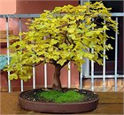 Клён трехраздельный Монпелийский, морозостойкий, декоративный, компактный, шарообразная крона, медонос 1752