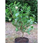 Камелия китайская (чайный куст) из РФ, вечнозеленая, декоративная, эфиромасличная, бонсай 2352