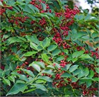 Сычуаньский перец (Зантоксилум), морозостойкий, японское перечное дерево, пряность, декоративный, комнатный, бонсай 2073