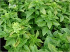 Базилик зелёный сорт «Ароматный», огородный, травянистый, пряный, лекарственный, медонос, комнатный, для круглогодичного выращивания, богатый витаминами, ароматный 4040