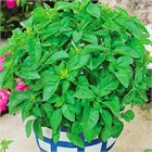 Базилик зелёный сорт «Ароматный», огородный, травянистый, пряный, лекарственный, медонос, комнатный, для круглогодичного выращивания, богатый витаминами, ароматный 4040