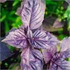 Базилик Арарат, огородное растение, травянистый однолетник, пряный, ароматный, медонос, лекарственное растение, для открытого грунта и контейнеров 4041