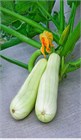 Кабачки белоплодные, раннеспелый сорт, диетический низкокалорийный овощ, крупные плоды, высокая урожайность 4042