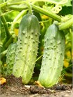 Огурец солнечный, среднеспелый, высокоурожайный, длительное плодоношение, для свежего потребления и консервирования, устойчивый к перепадам температур, медонос 4044
