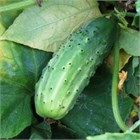 Огурец солнечный, среднеспелый, высокоурожайный, длительное плодоношение, для свежего потребления и консервирования, устойчивый к перепадам температур, медонос 4044