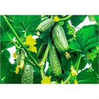 Огурец Хабар, раннеспелый, урожайный, сорт для открытого грунта, для свежего потребления и засолки, медонос, лианоподобного типа 4045