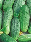 Огурец Хабар, раннеспелый, урожайный, сорт для открытого грунта, для свежего потребления и засолки, медонос, лианоподобного типа 4045