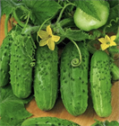 Огурец Хабар, раннеспелый, урожайный, сорт для открытого грунта, для свежего потребления и засолки, медонос, лианоподобного типа 4045