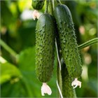 Огурец Хабар, раннеспелый, урожайный, сорт для открытого грунта, для свежего потребления и засолки, медонос, лианоподобного типа 4045