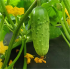 Огурец Хабар, раннеспелый, урожайный, сорт для открытого грунта, для свежего потребления и засолки, медонос, лианоподобного типа 4045