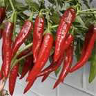 Перец острый Астраханский, острый, среднеспелый, высокоурожайный, травянистый, огородная культура, для свежего потребления и консервирования, с вкусовыми и целебными свойствами 4046