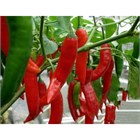 Перец острый Астраханский, острый, среднеспелый, высокоурожайный, травянистый, огородная культура, для свежего потребления и консервирования, с вкусовыми и целебными свойствами 4046