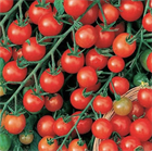 Томат «Красная гроздь», раннеспелый, черри, высокоурожайный, для теплиц и открытого грунта, устойчивый к неблагоприятным условиям, устойчивый к фитофторозу, сладкие плоды, для свежего потребления и консервирования 4047