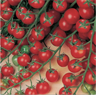 Томат «Красная гроздь», раннеспелый, черри, высокоурожайный, для теплиц и открытого грунта, устойчивый к неблагоприятным условиям, устойчивый к фитофторозу, сладкие плоды, для свежего потребления и консервирования 4047