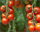 Томат «Красная гроздь», раннеспелый, черри, высокоурожайный, для теплиц и открытого грунта, устойчивый к неблагоприятным условиям, устойчивый к фитофторозу, сладкие плоды, для свежего потребления и консервирования 4047