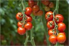 Томаты черри красные, высокоурожайные, огородные, тепличные, подходит для выращивания в контейнерах 4048