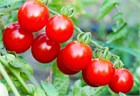 Томаты черри красные, высокоурожайные, огородные, тепличные, подходит для выращивания в контейнерах 4048