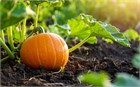 Тыква Конфетка, урожайная, скороспелый столовый сорт, крупноплодная, сладкая мякоть, плетистая 4050