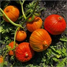 Тыква Конфетка, урожайная, скороспелый столовый сорт, крупноплодная, сладкая мякоть, плетистая 4050