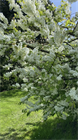 Черёмуха обыкновенная, лиственное дерево, декоративное, плодовое, лекарственное, неприхотливое, зимостойкое, медонос 4051