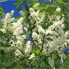 Черёмуха обыкновенная, лиственное дерево, декоративное, плодовое, лекарственное, неприхотливое, зимостойкое, медонос 4051