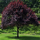 Черёмуха виргинская, лиственное дерево, декоративное, плодовое, неприхотливое, устойчивое к холоду растение, подходит для живых изгородей, медонос 4052