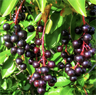 Черёмуха виргинская, лиственное дерево, декоративное, плодовое, неприхотливое, устойчивое к холоду растение, подходит для живых изгородей, медонос 4052