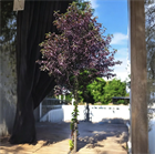 Черёмуха виргинская, лиственное дерево, декоративное, плодовое, неприхотливое, устойчивое к холоду растение, подходит для живых изгородей, медонос 4052