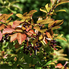 Черёмуха виргинская, лиственное дерево, декоративное, плодовое, неприхотливое, устойчивое к холоду растение, подходит для живых изгородей, медонос 4052