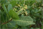 Anacardium occidentale, кешью, орехоплодное, плодовое дерево, декоративное, быстрорастущее, для комнатного и кадочного выращивания, урожайное, экзотическое 4054