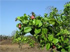 Anacardium occidentale, кешью, орехоплодное, плодовое дерево, декоративное, быстрорастущее, для комнатного и кадочного выращивания, урожайное, экзотическое 4054