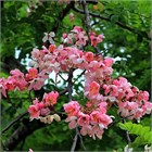 Cassia Nodusa, редкое тропическое декоративное дерево, обильное длительное цветение, подходит для комнатного выращивания, бонсай, быстрорастущий вид 4055