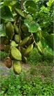 Pongamia pinnata, азотфиксирующее, декоративное, быстрорастущее, засухоустойчивое дерево, медонос, лекарственное, для оранжерей и зимних садов 4057