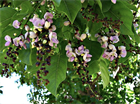 Pongamia pinnata, азотфиксирующее, декоративное, быстрорастущее, засухоустойчивое дерево, медонос, лекарственное, для оранжерей и зимних садов 4057