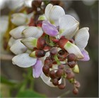 Pongamia pinnata, азотфиксирующее, декоративное, быстрорастущее, засухоустойчивое дерево, медонос, лекарственное, для оранжерей и зимних садов 4057