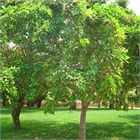 Pongamia pinnata, азотфиксирующее, декоративное, быстрорастущее, засухоустойчивое дерево, медонос, лекарственное, для оранжерей и зимних садов 4057