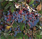 Виноград девичий пятилисточковый, морозостойкий, декоративная лиана 3131