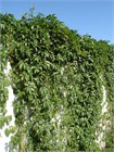 Виноград девичий пятилисточковый, морозостойкий, декоративная лиана 3131