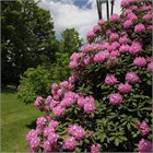 Рододендрон микс, декоративный, кустарниковый, обильноцветущий, пригоден для озеленения участков 4059