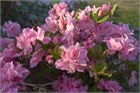 Рододендрон микс, декоративный, кустарниковый, обильноцветущий, пригоден для озеленения участков 4059