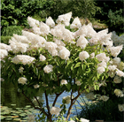 Гортензия метельчатая, декоративная, эффектное цветение, кустарник, длительное цветение, пригодна для выращивания в регионах с холодными зимами, густая крона 4060