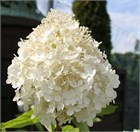 Гортензия метельчатая, декоративная, эффектное цветение, кустарник, длительное цветение, пригодна для выращивания в регионах с холодными зимами, густая крона 4060