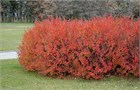 Кизильник блестящий, морозостойкий, декоративный кустарник, живая изгородь, бонсай 1983