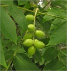 Орех Сердцевидный, морозостойкий, съедобный, обильное плодоношение 1748