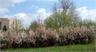 Вишня войлочная, морозостойкая, декоративная, съедобная, медонос 1676