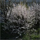 Вишня войлочная, морозостойкая, декоративная, съедобная, медонос 1676