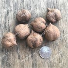 Орех сердцевидный, сорт Imshu, морозостойкий, съедобный 1745