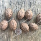 Орех Зибольда продолговатый морозостойкий, съедобный, декоративный, ценная древесина, долгожитель 3202