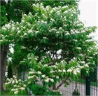 Черемуха Маака, морозостойкая, декоративная, медонос, живая изгородь 1754